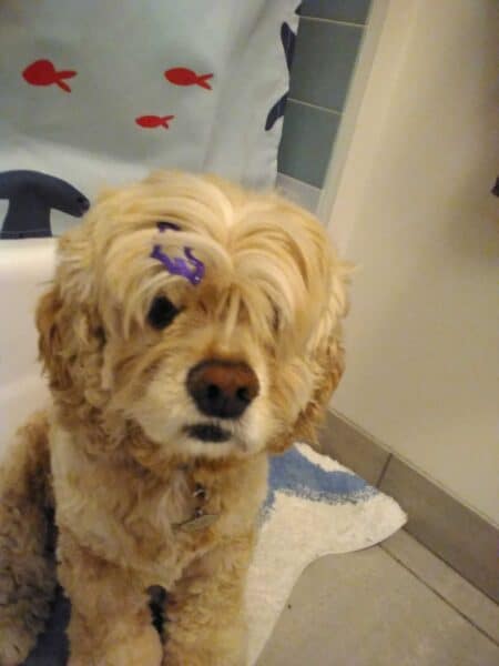 Cute golden cocker spaniel with purple clip on head, sitting on bathroom floor.